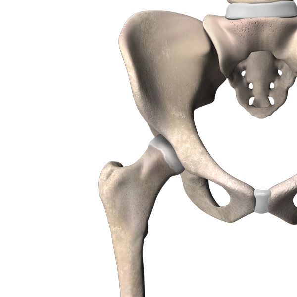 Healthy Hip